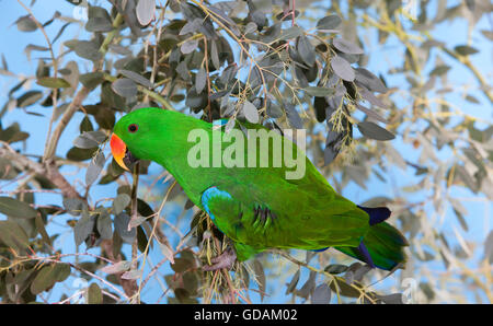 Perroquet Eclectus roratus eclectus, homme, on Branch Banque D'Images