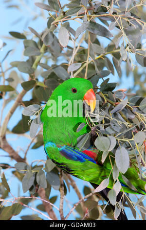 Perroquet eclectus roratus ECLECTUS mâle Banque D'Images