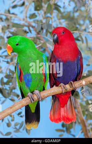 Perroquet eclectus roratus Eclectus, mâle, femelle avec on Branch Banque D'Images