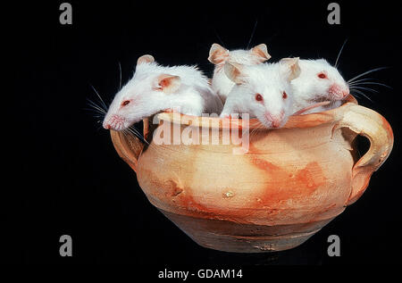 Souris blanche Mus musculus, GROUPE EN POT Banque D'Images