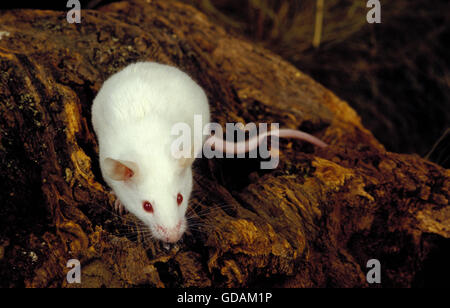 La souris blanche, Mus musculus, adulte sur le moignon Banque D'Images