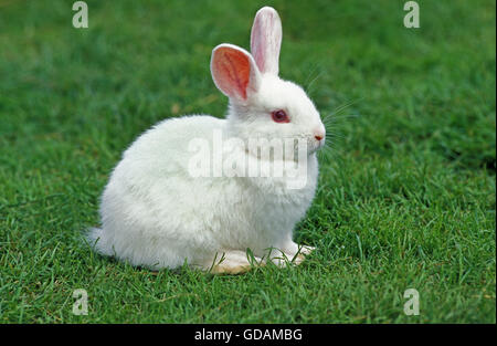 Lapin Dwarft albinos sur l'herbe Banque D'Images