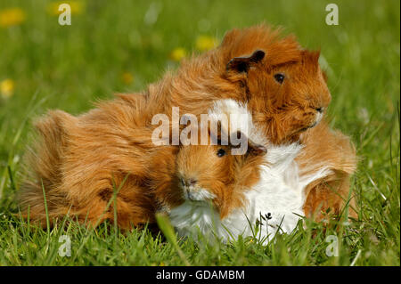 Cobaye Cavia porcellus, adultes sur l'herbe Banque D'Images