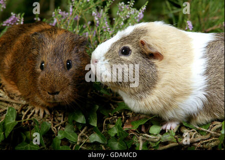 Cobaye Cavia porcellus, adultes en Solaires Banque D'Images