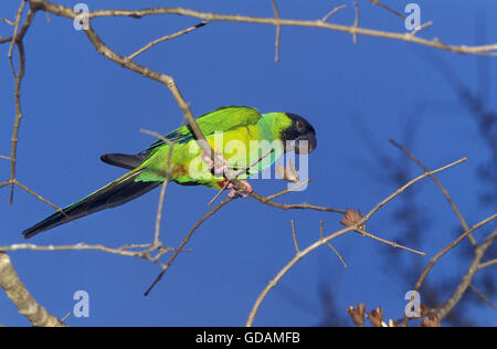 Black-Hooded ou Perruche Nanday nandayus nenday Conure, adultes, sur la branche, Pantanal au Brésil Banque D'Images