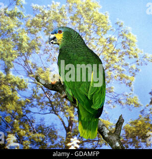 Orange-Winged amazona amazonica, perroquet, des profils sur Branch Banque D'Images