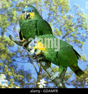 Orange-Winged, amazona amazonica Parrot, adultes sur Branch Banque D'Images