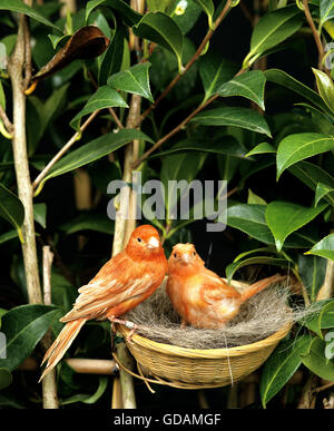 Canaries rouge, Serinus canaria domestica in Nest Banque D'Images