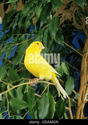 Canari jaunes, Serinus canaria domestica Banque D'Images