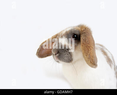 Lop-Eared lapin domestique contre fond blanc Banque D'Images