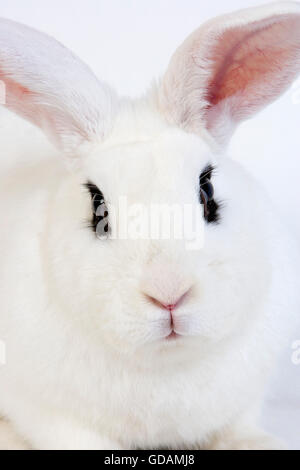 Lapin d'HOTOT NORMANDIE EN FRANCE Banque D'Images