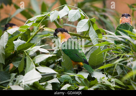 Perroquet à tête noire, pionites melanocephala, adultes entre les feuilles Banque D'Images