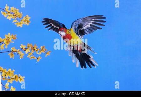 EASTERN ROSELLA ROSELLA platycercus recouvert d'or ou d'eximius, ADULTE EN VOL Banque D'Images