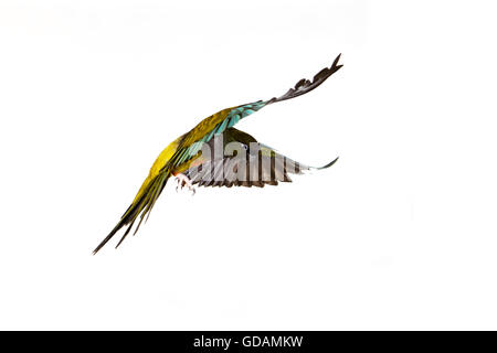 Conure de Patagonie ou fouisseurs, cyanoliseus patagonus Parakeet, adulte en vol en Helicoptère against White Background Banque D'Images