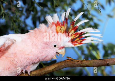 Cacatoès ROSE OU LE MAJOR MITCHELL'S COCKATOO cacatua leadbeateri Banque D'Images