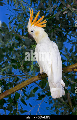 CITRON cacatoès soufré Cacatua sulphurea citrinocristata, des profils sur BRANCH Banque D'Images