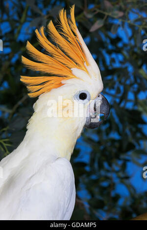 CITRON cacatoès soufré Cacatua sulphurea citrinocristata, PORTRAIT D'ADULTE Banque D'Images