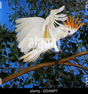 CITRON cacatoès soufré Cacatua sulphurea citrinocristata, DIRECTION GÉNÉRALE DES ADULTES SUR L'ATTERRISSAGE Banque D'Images