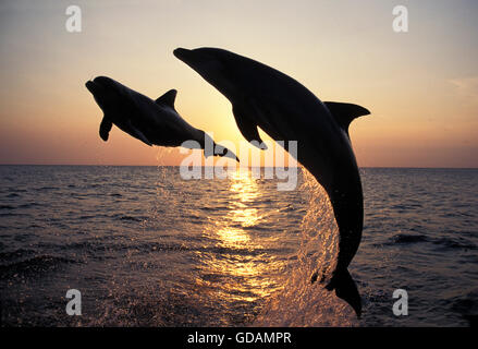 Grand dauphin Tursiops truncatus, adultes sautant au coucher du soleil, HONDURAS Banque D'Images