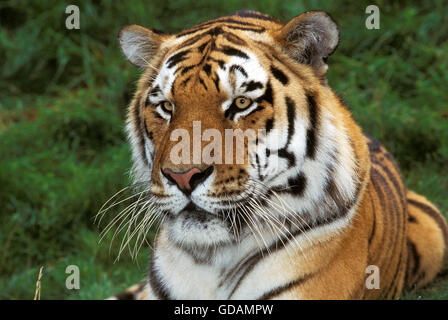 Tigre de Sibérie Panthera tigris altaica, PORTRAIT D'ADULTE Banque D'Images