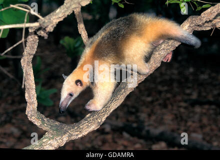 Le sud de tamanoir tamandua tetradactyla, balades adultes sur BRANCH Banque D'Images