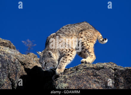 Le lynx roux, Lynx rufus, des profils sur les roches, Canada Banque D'Images