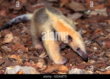 Fourmilier tamandua tetradactyla, sud, des profils dans le sol, Pantanal au Brésil Banque D'Images