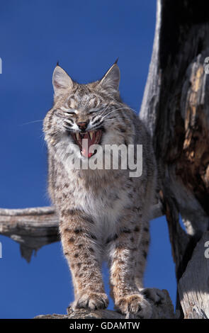 Le lynx roux, Lynx rufus, bâillements adultes contre le ciel bleu, le Canada Banque D'Images