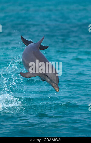 Grand dauphin, Tursiops truncatus, sautant, Honduras Banque D'Images