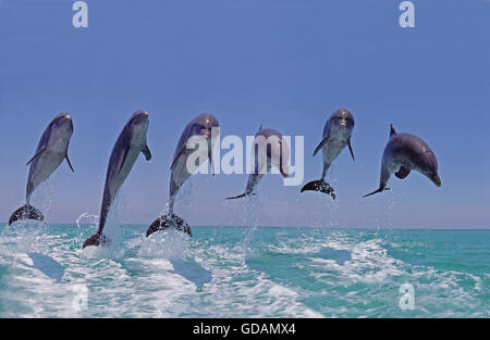 Grand dauphin, Tursiops truncatus, Groupe sautant, Honduras Banque D'Images