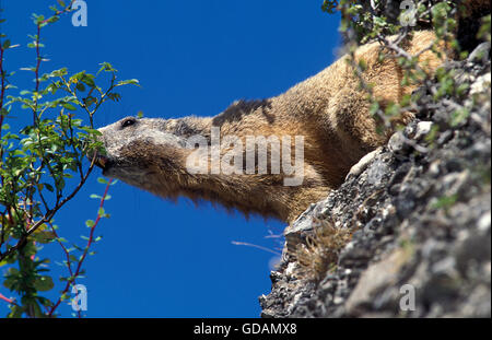 Marmotte alpine, Marmota marmota, Adulte qui, sur des rochers Banque D'Images