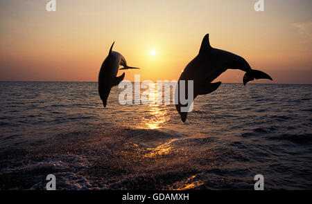 Grand dauphin, Tursiops truncatus, adultes sautant au coucher du soleil, Honduras Banque D'Images