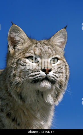 Le lynx roux Lynx rufus, PORTRAIT D'Adulte, CANADA Banque D'Images