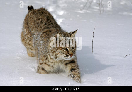 Lynx roux Lynx rufus, balades ADULTES DANS LA NEIGE, CANADA Banque D'Images