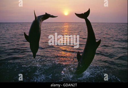 Grand dauphin, Tursiops truncatus, adultes sautant au coucher du soleil, près de la côte du Honduras Banque D'Images