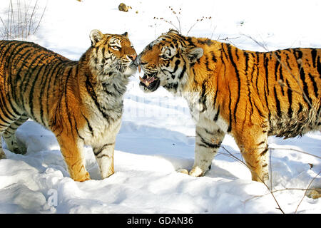 Tigre de Sibérie, Panthera tigris altaica sur la neige Banque D'Images