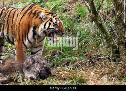 Tigre de Sibérie, Panthera tigris altaica, des profils avec un Kill, un sanglier, grondant en attitude de défense Banque D'Images