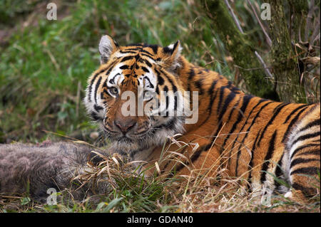 Tigre de Sibérie, Panthera tigris altaica, avec un Kill, un sanglier Banque D'Images