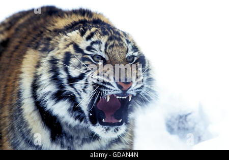 Tigre de Sibérie Panthera tigris altaica Banque D'Images