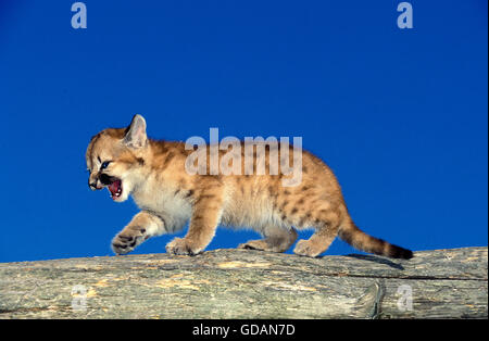 Puma concolor couguar, CUB APPELANT À MÈRE Banque D'Images