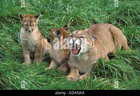 Cougar, Puma concolor, Mère grondant avec Cub Banque D'Images