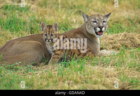 Puma concolor couguar, MÈRE AVEC CUB PORTANT SUR L'HERBE Banque D'Images