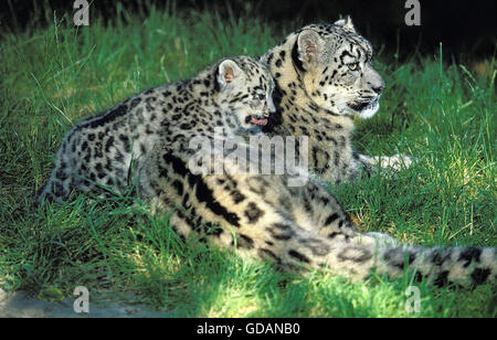 SNOW LEOPARD OU ONCE Uncia uncia, FEMME AVEC CUB PORTANT SUR L'HERBE Banque D'Images