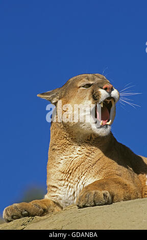 Puma concolor couguar, ses crocs d'ADULTES SUR ROCK, Montana Banque D'Images