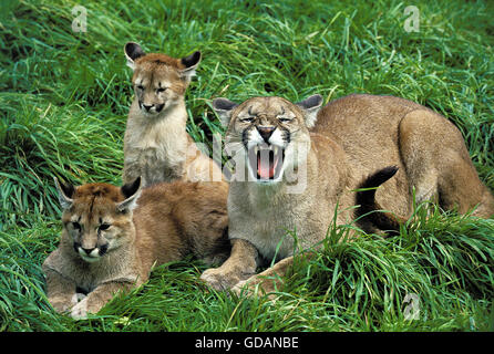 Puma concolor couguar, FEMME SNARLING, protéger CUB Banque D'Images