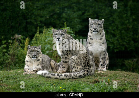 Snow Leopard ou d'Once, Uncia uncia Banque D'Images