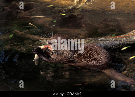 Court-circuit GRIFFÉ OTTER aonyx cinerea, MANGER DES POISSONS ADULTES Banque D'Images