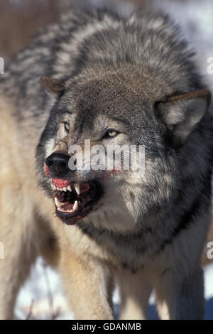 Le loup gris d'Amérique du Nord, Canis lupus occidentalis, adulte en position défensive, Canada Banque D'Images
