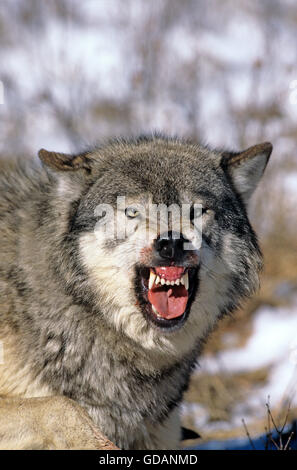 Le loup gris d'Amérique du Nord Canis lupus occidentalis, des profils montrant les dents, menace la posture, CANADA Banque D'Images