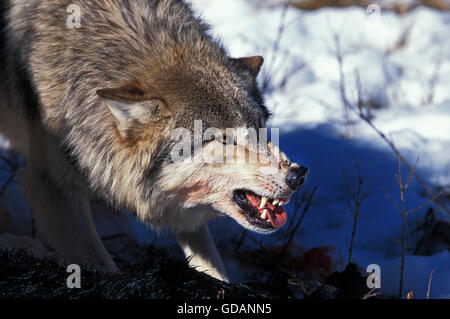 Le loup gris d'Amérique du Nord Canis lupus occidentalis, DES PROFILS AVEC KILL DANS LA POSTURE DE MENACE, CANADA Banque D'Images